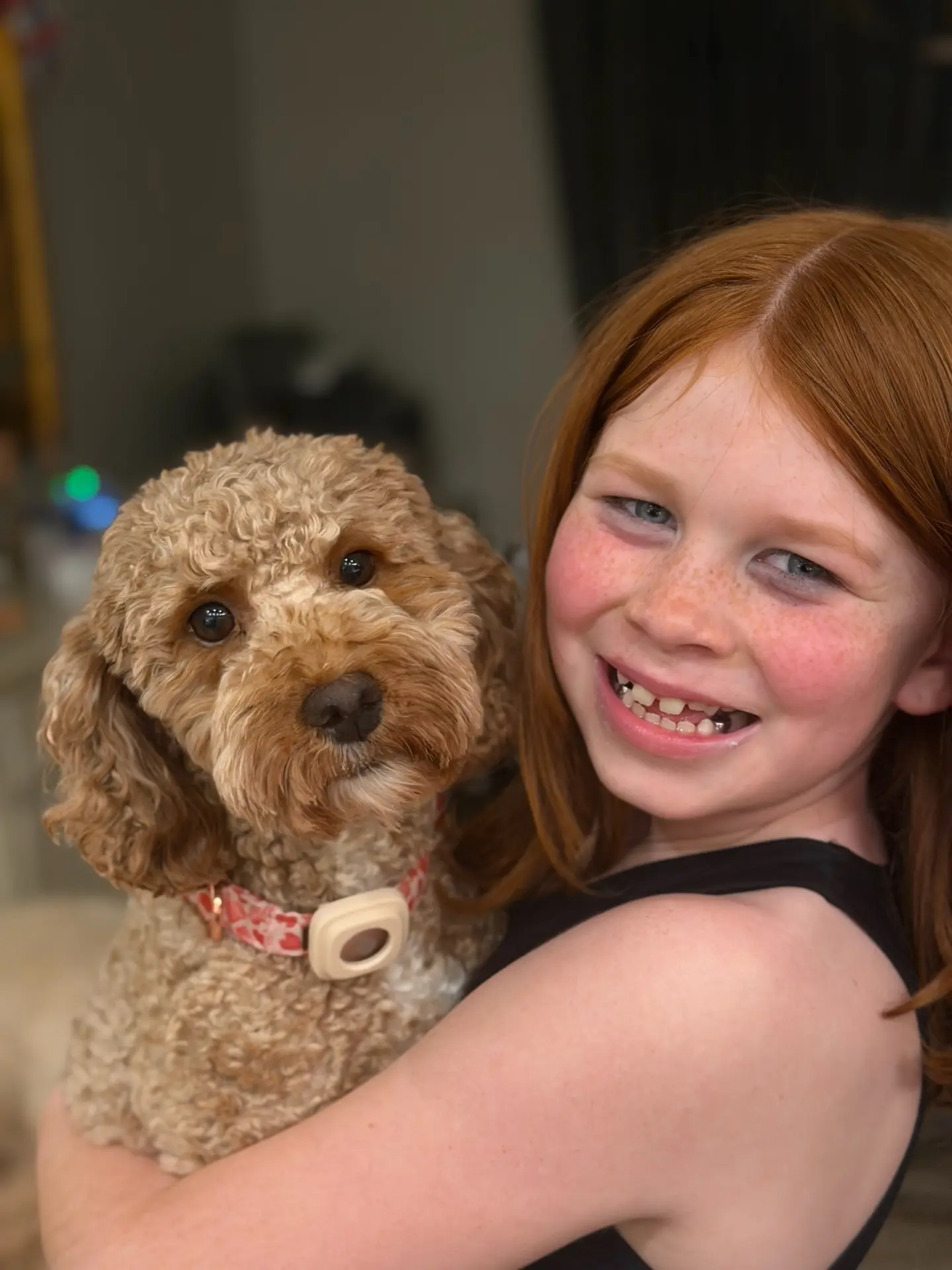 Aspen — Multigen Miniature Goldendoodle