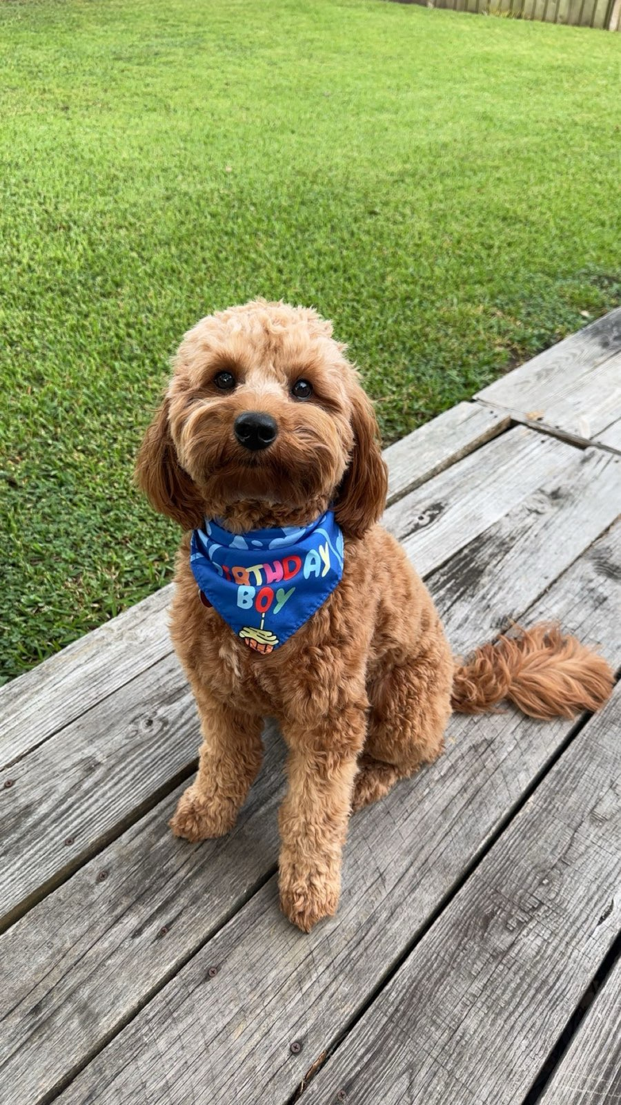 Red Goldendoodle wearing a blue Birthday Boy bandana, sitting on a wooden boardwalk with green grass in the background