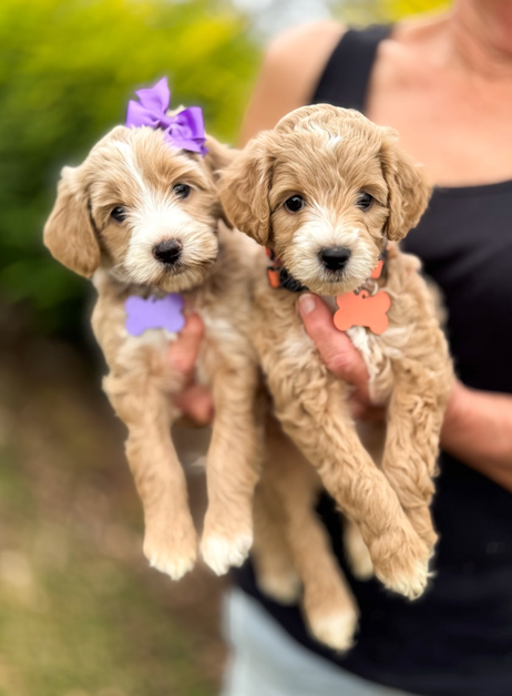 Goldendoodle puppy raised in Wharton, Texas
