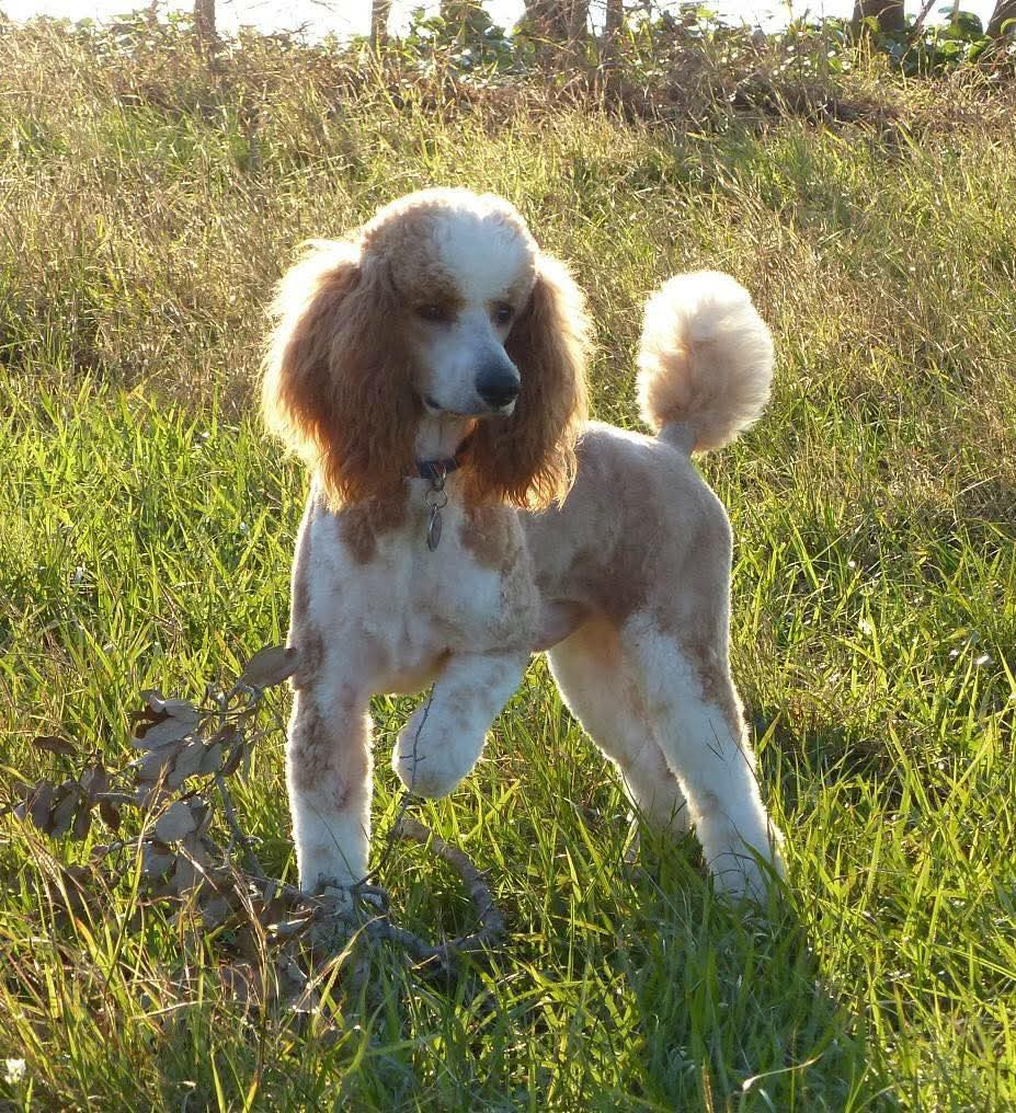 Banjo, retired Little Fur Friends dog