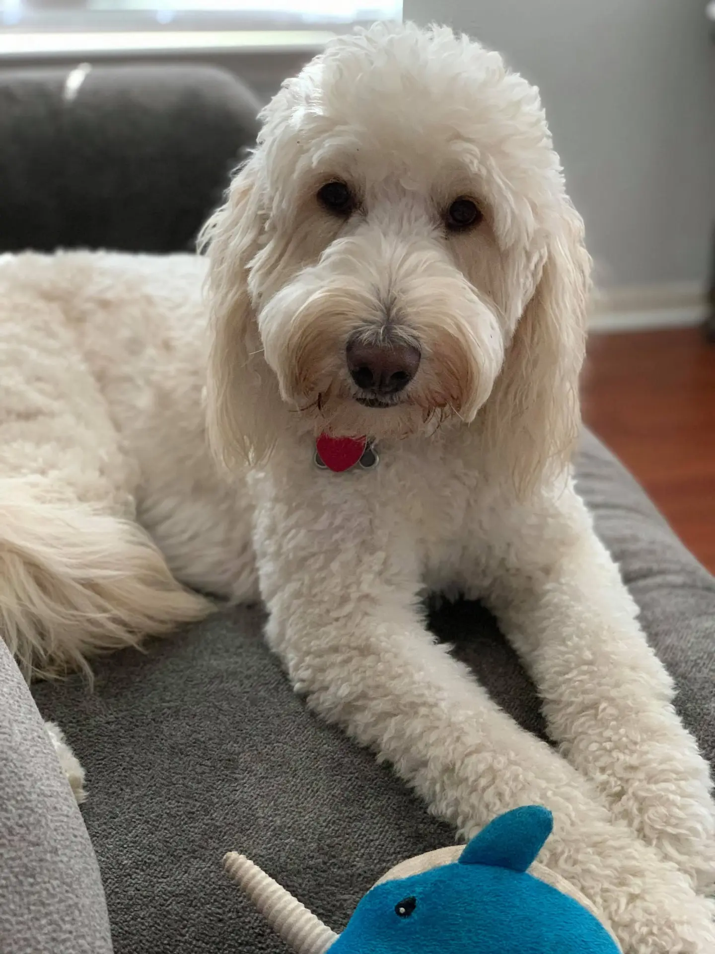 Koral, retired Little Fur Friends dog
