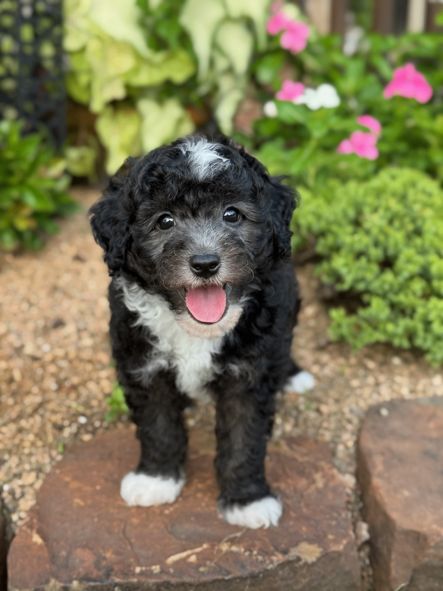 Eric, a happy Mini Sheepadoodle puppy with gray and white coloring