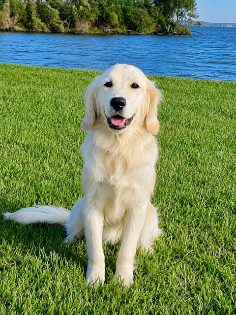 Thea — AKC English Cream Golden Retriever