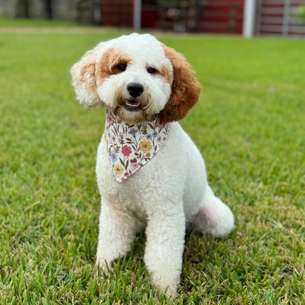 Salsa, a beautiful adult Goldendoodle mom from Little Fur Friends