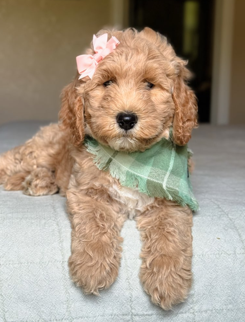 Goldendoodle puppy raised in Wharton, Texas