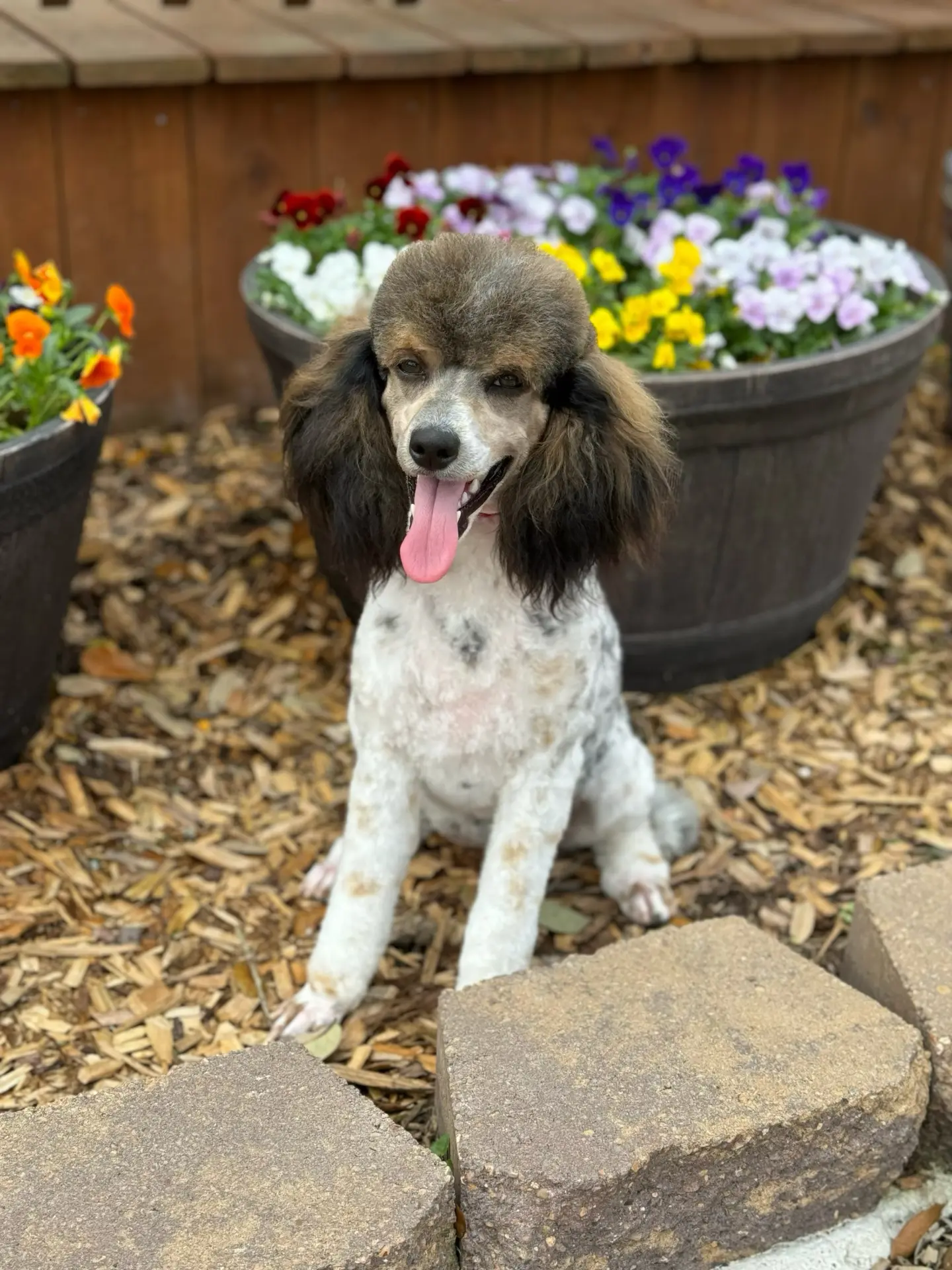 Firefly, retired Little Fur Friends dog