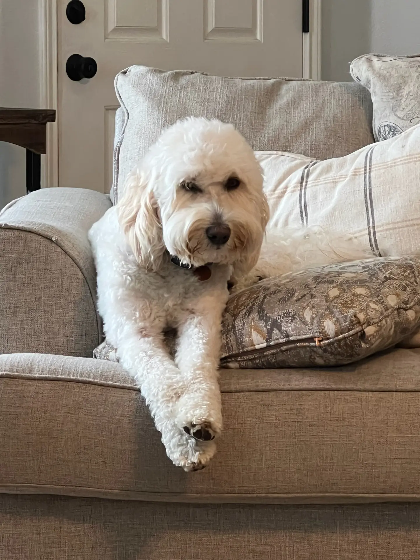 Skye, retired Little Fur Friends dog