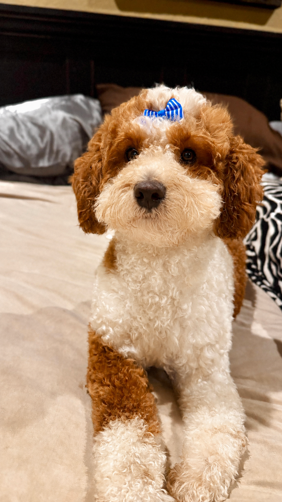 Birdie — AKC Miniature Poodle