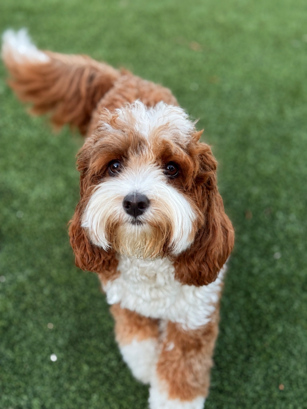 Pixie — Multigen Petite Goldendoodle