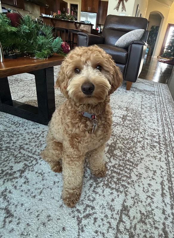 Penny — a cream and apricot Multigen Miniature Goldendoodle momma sitting and looking at the camera