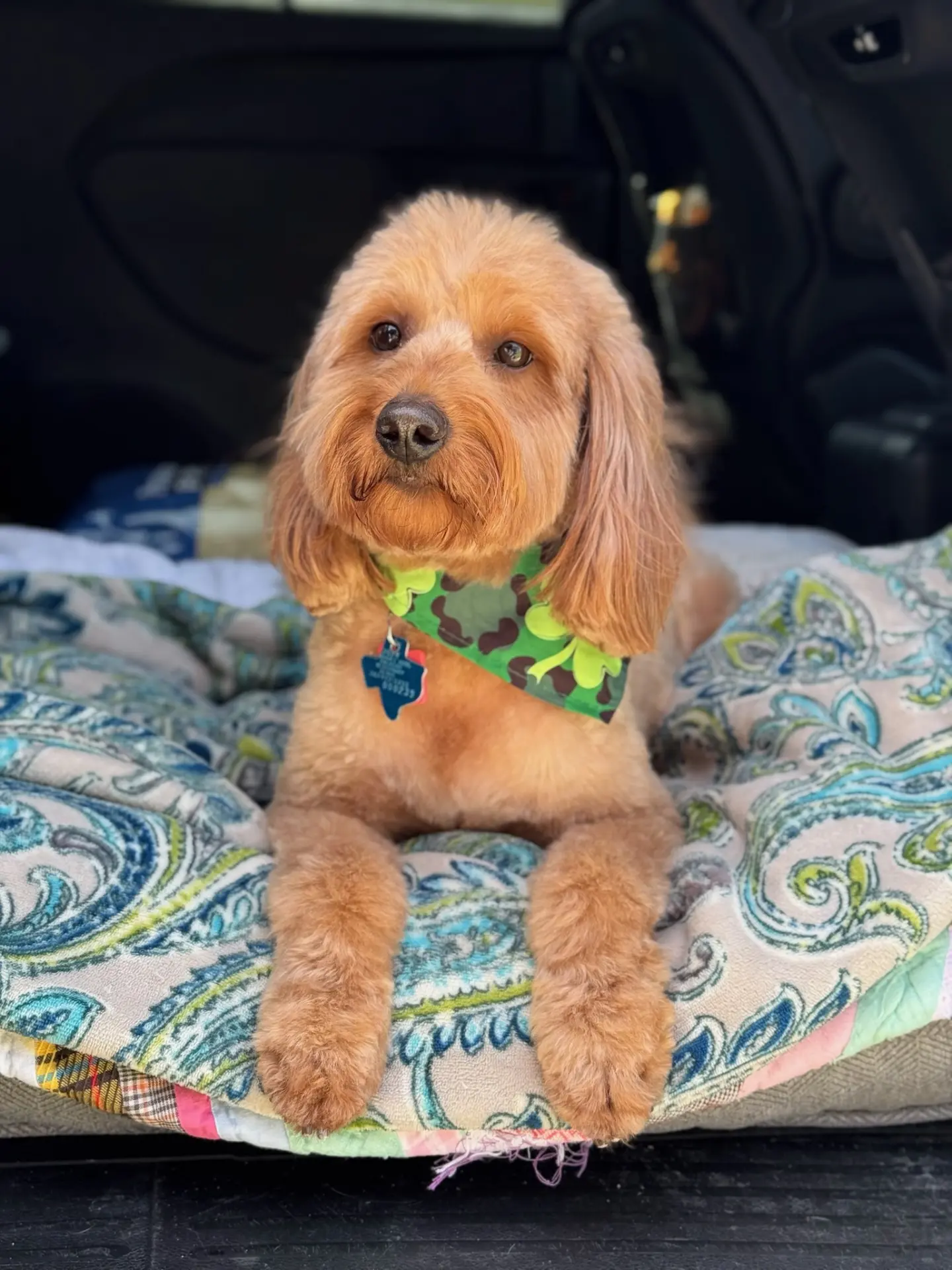 Minnie, retired Little Fur Friends dog