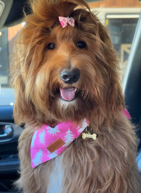 Valerie of Little Fur Friends with one of their doodles