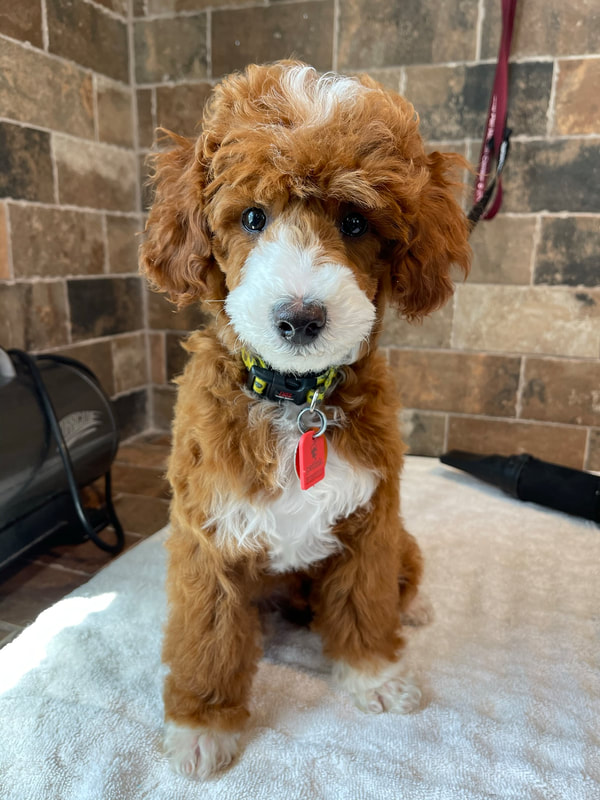 Benny — Red Abstract Miniature Poodle