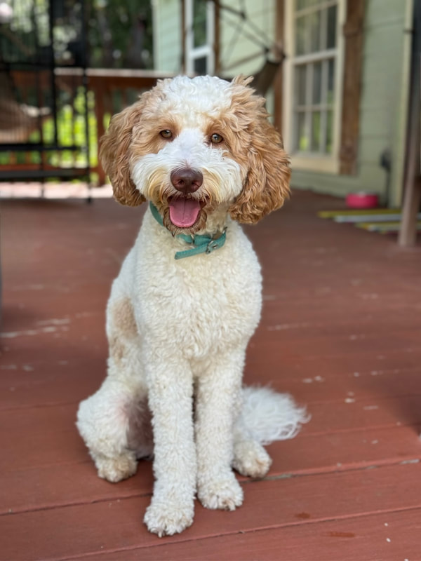 Dodger — Medium Goldendoodle