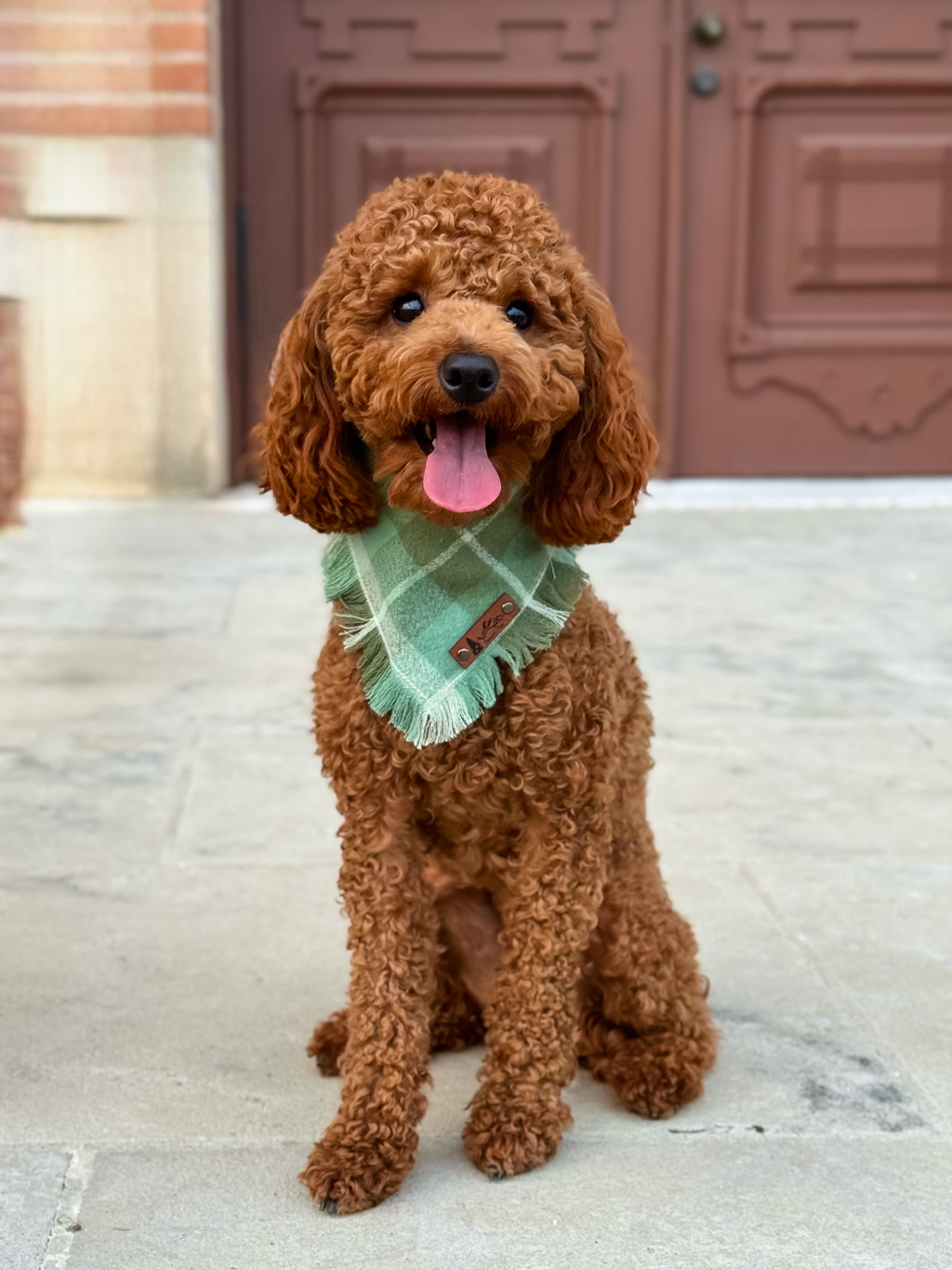 Krypto — AKC Red Miniature Poodle