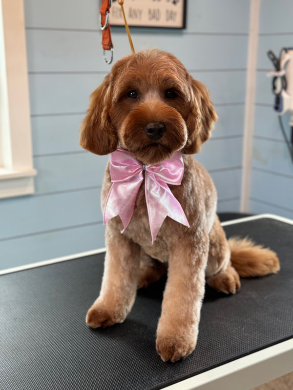 Kylee — Multigen Mini Goldendoodle