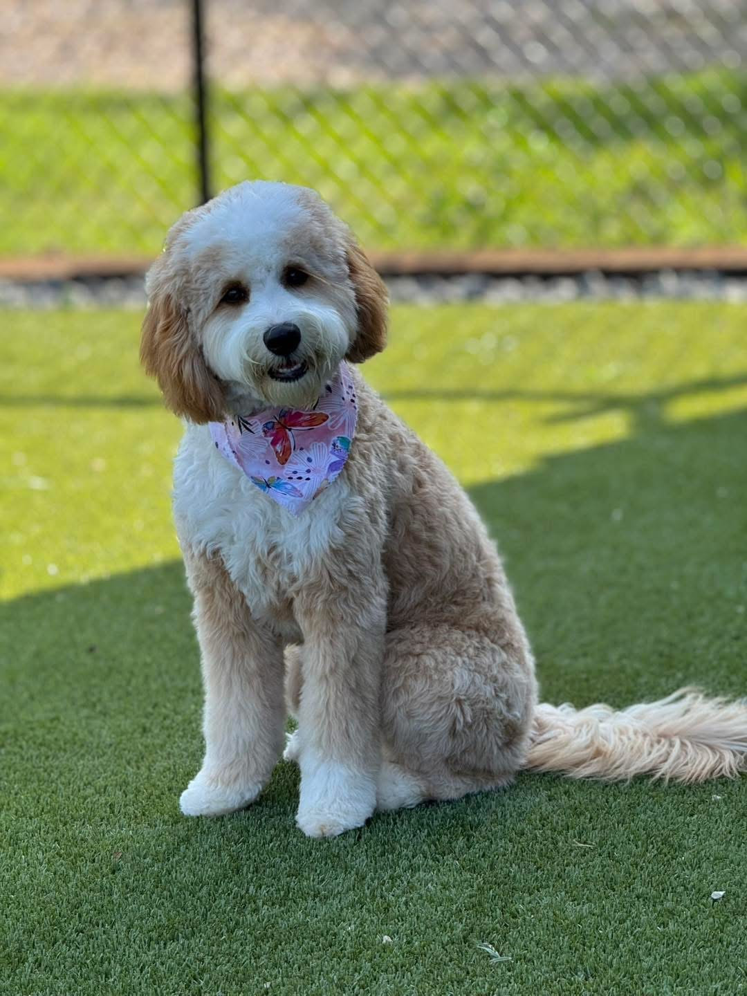 Lindy — Multigen Medium Goldendoodle