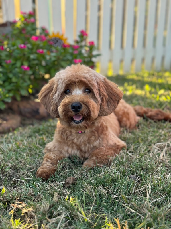 Loxi — Multigen Miniature Goldendoodle