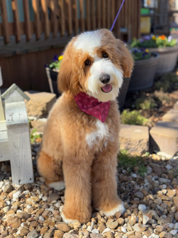 Maui — Multigen Medium Goldendoodle