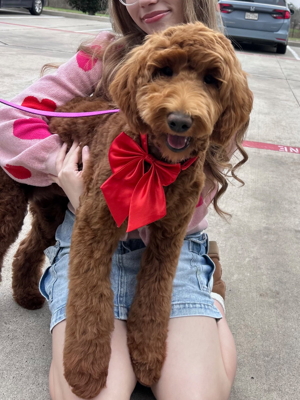 Rigatoni — F1b Medium Goldendoodle