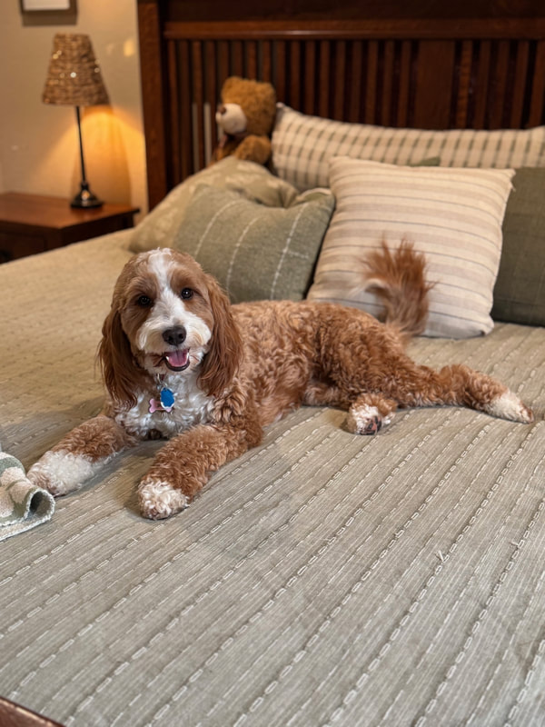 Story — Multigen Medium Goldendoodle